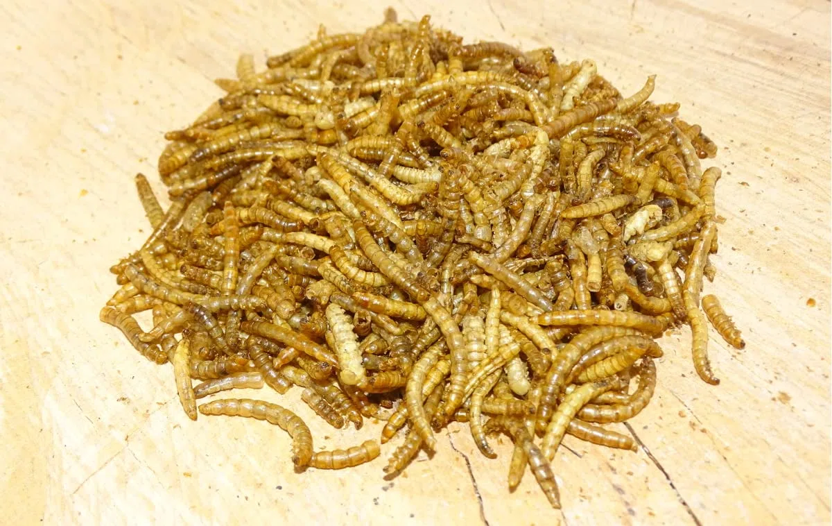 5 kg Getrocknete Mehlwürmer Futterbauer– 100% Naturfutter für Wildvögel, Fische & Igel | Proteinreiches Premiumfutter ohne Zusätze | Ideal als Vogelfutter, Fischfutter & Igelfutter