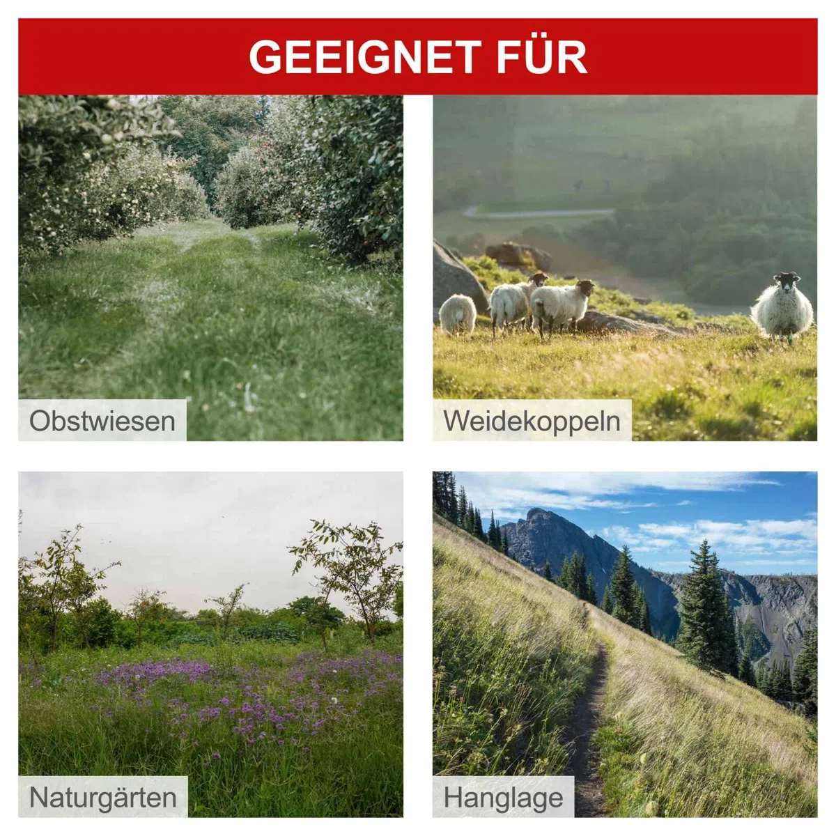 Scheppach Benzin Balkenmäher BMS200-88 mit Antrieb | Schnittbreite 880mm | Schnitthöhe 30-60mm | 4 Takt Motor 5,7PS / 196ccm | für Rasenflächen bis 3000m² | Rasenmäher | Hochgrasmäher inkl. Motoröl