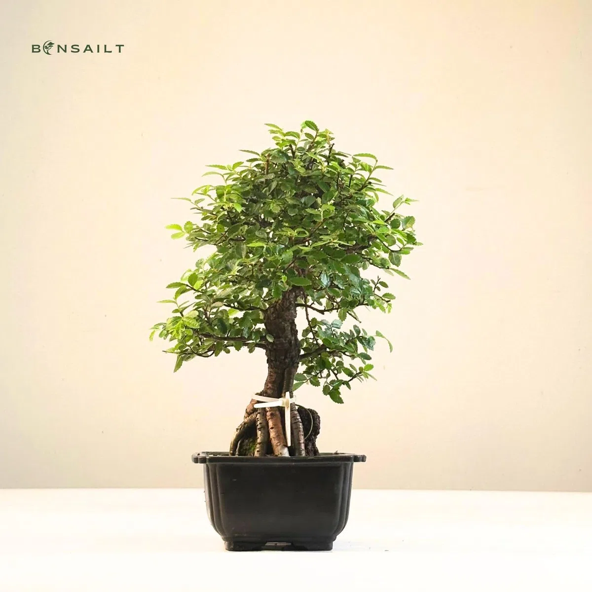 Ulmus parvifolia Bonsai auf Naturfelsen – Japanischer Import – Kunstvoll gewachsener Bonsai in Kunststoffschale – Rarität für Sammler.