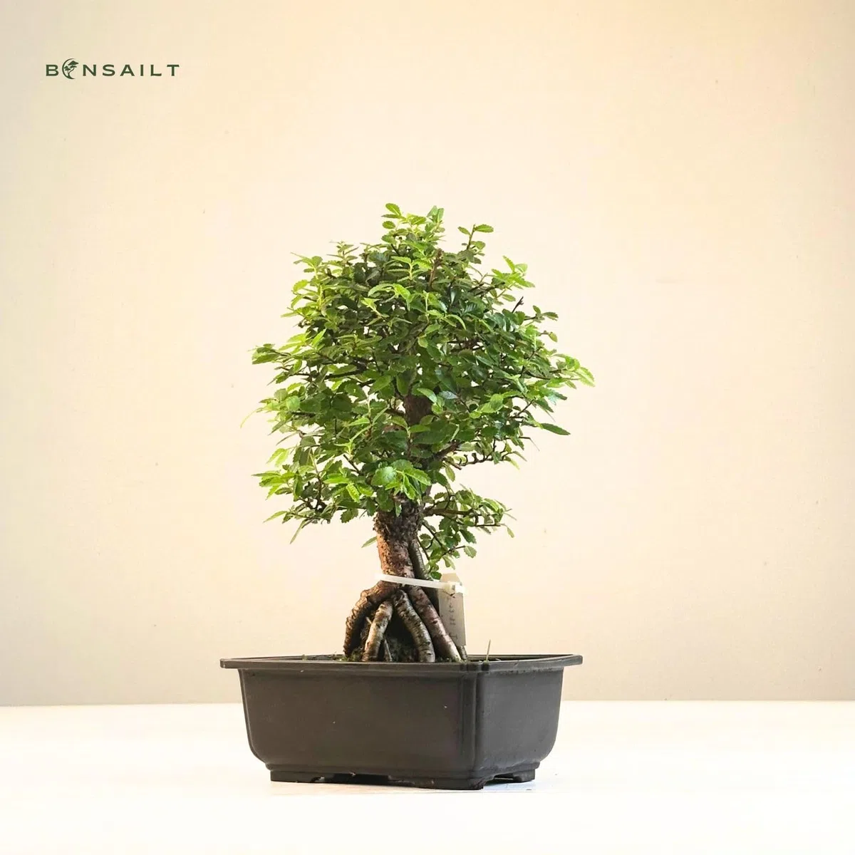 Ulmus parvifolia Bonsai auf Naturfelsen – Japanischer Import – Kunstvoll gewachsener Bonsai in Kunststoffschale – Rarität für Sammler.