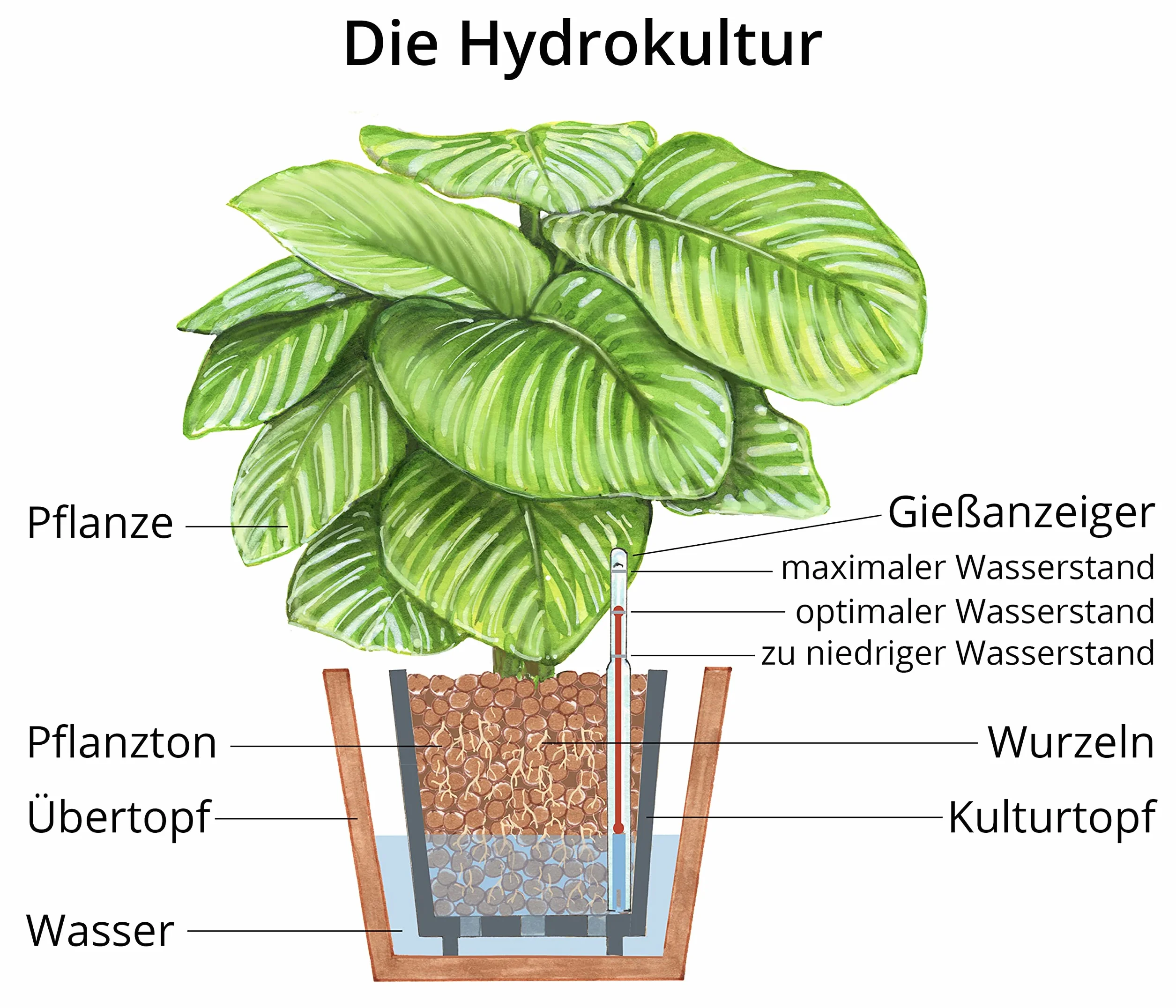 Dehner Drachenbaum Lemon Lime, in Hydrokultur, ca. 140 cm, Ø Topf 18 cm, Zimmerpflanze