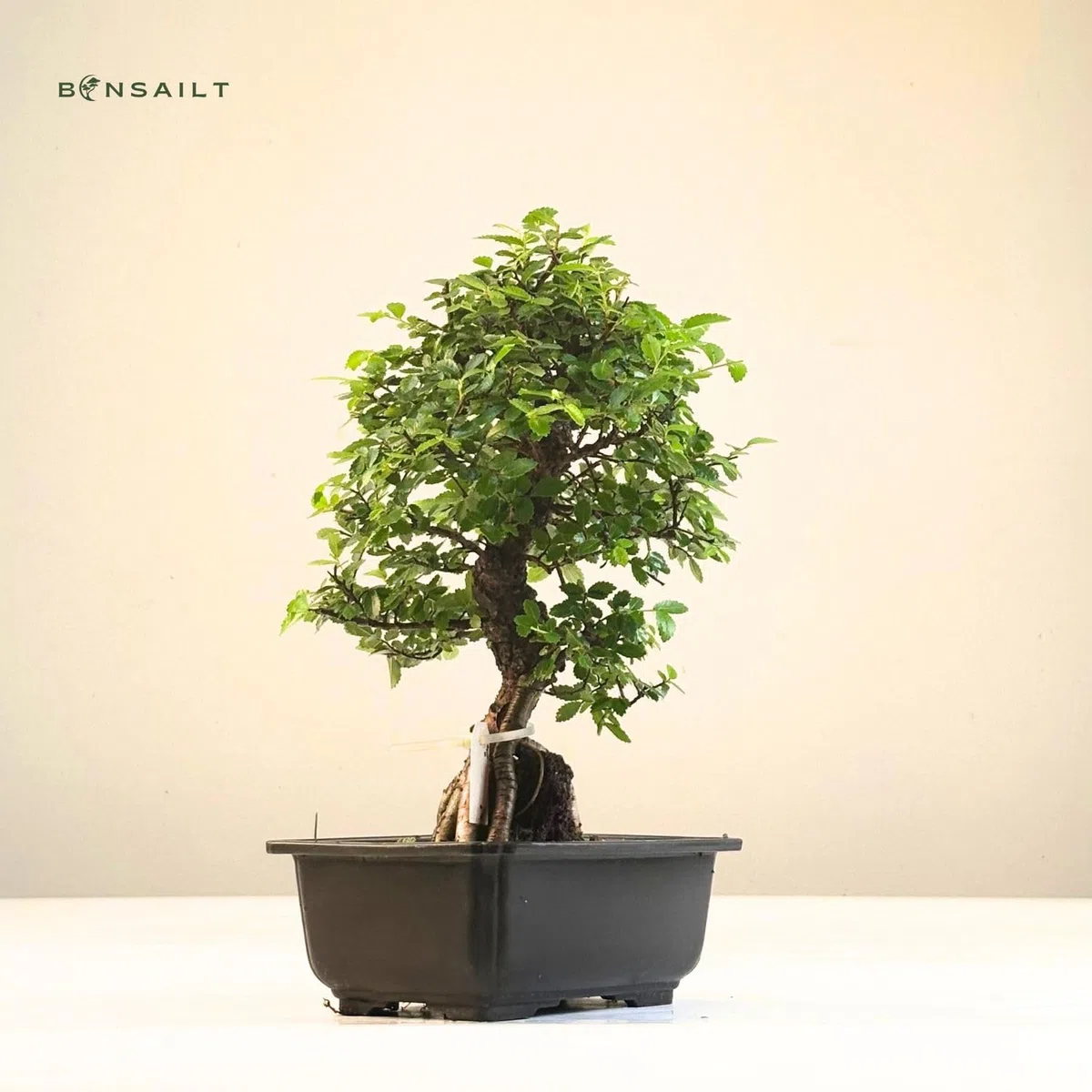 Ulmus parvifolia Bonsai auf Naturfelsen – Japanischer Import – Kunstvoll gewachsener Bonsai in Kunststoffschale – Rarität für Sammler.