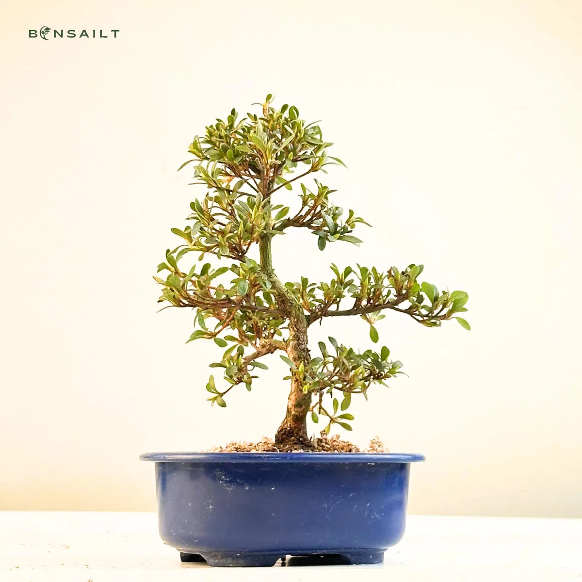 Satsuki Azalee Bonsai – 1x Japanischer Outdoor Bonsai Baum – Perfekter Anfänger- Winterhart – 18 cm Topf – Pflegeleichter Blütenbonsai – Blüht in Wunderschönen Farben