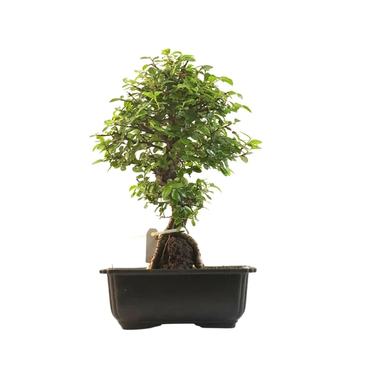 Ulmus parvifolia Bonsai auf Naturfelsen – Japanischer Import – Kunstvoll gewachsener Bonsai in Kunststoffschale – Rarität für Sammler.