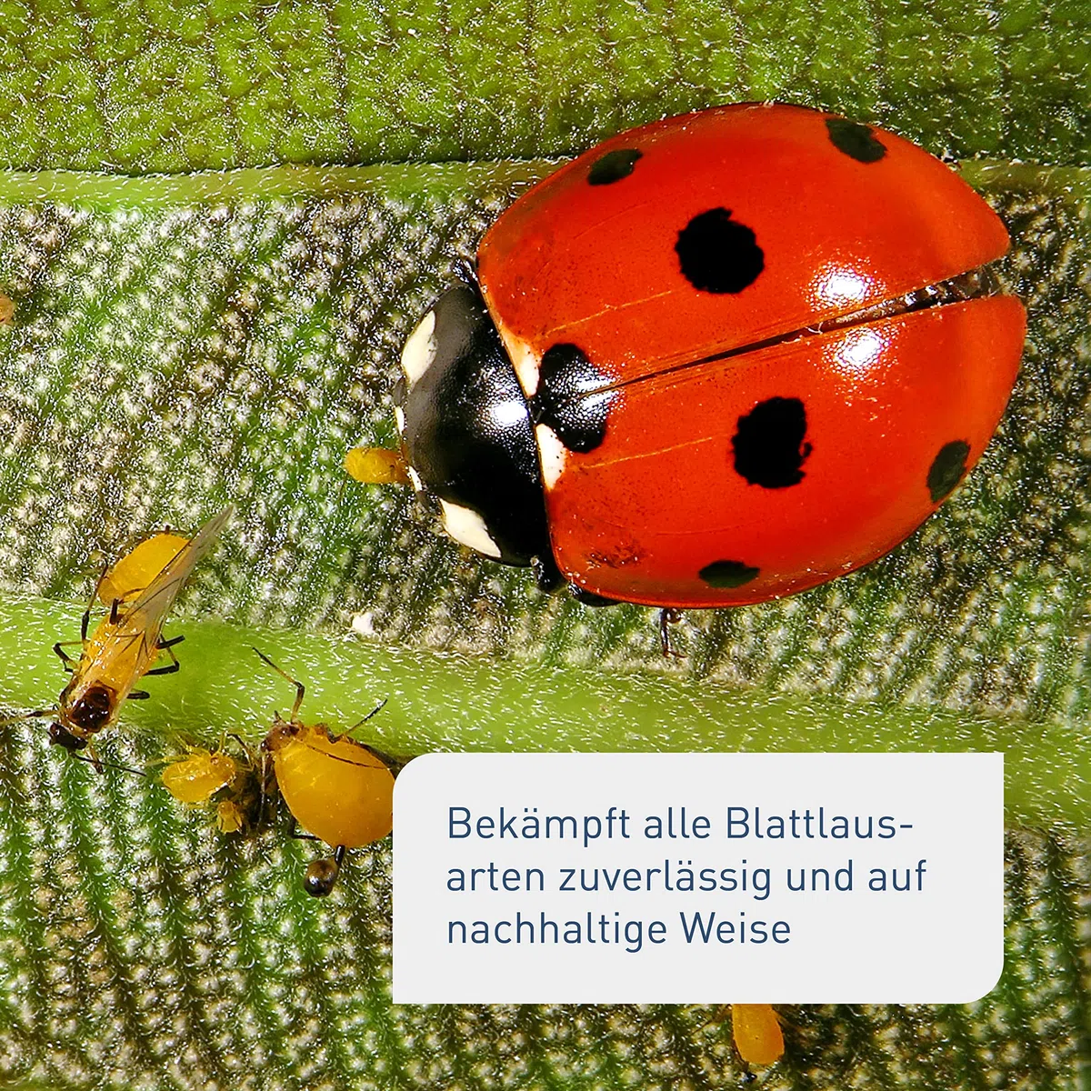 Plantura Siebenpunkt-Marienkäfer gegen Blattläuse, wirksam & nachhaltig, 10 Nützlinge
