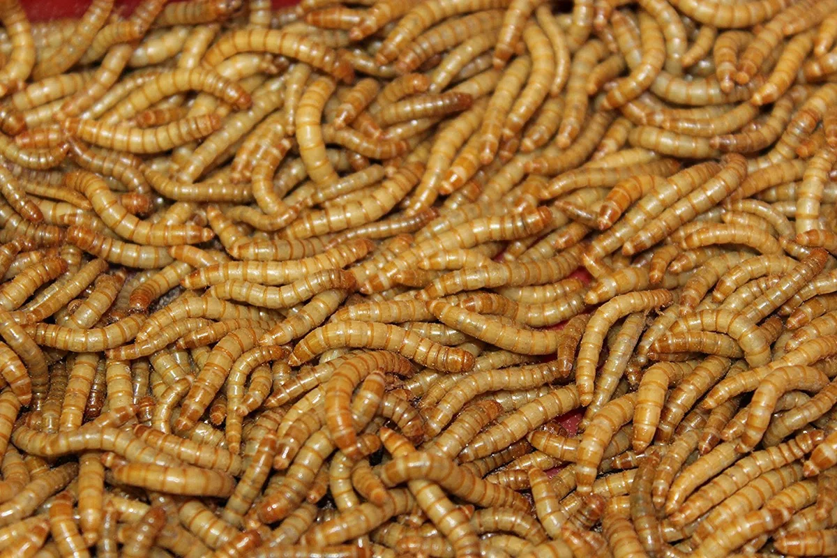 Mehlwürmer lebend 50 g Dose SAHAWA Aufzucht Vogelfutter