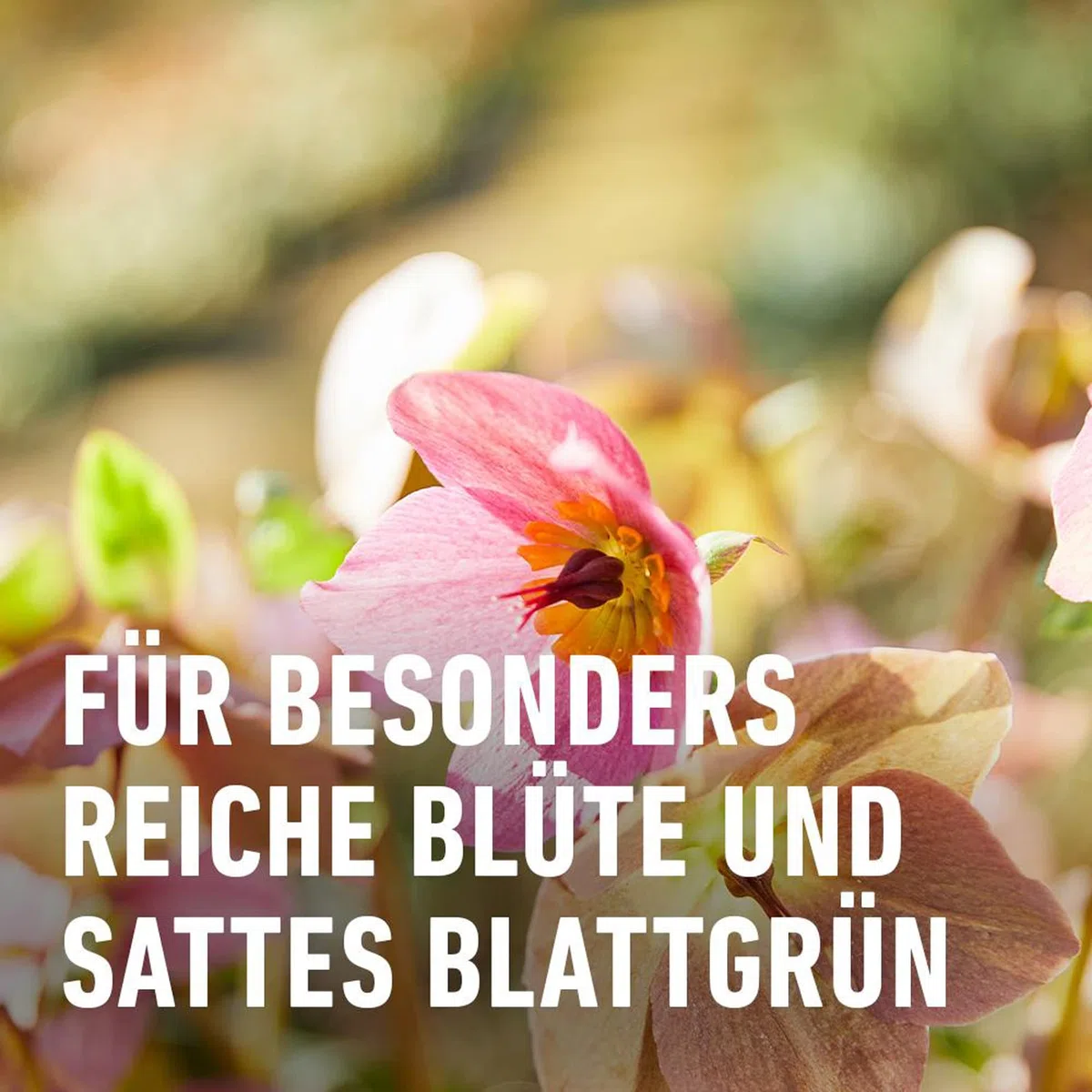 Compo Bio Blumendünger 1,3l