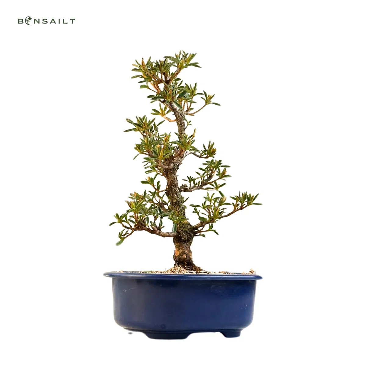 Satsuki Azalee Bonsai – 1x Japanischer Outdoor Bonsai Baum – Perfekter Anfänger- Winterhart – 18 cm Topf – Pflegeleichter Blütenbonsai – Blüht in Wunderschönen Farben