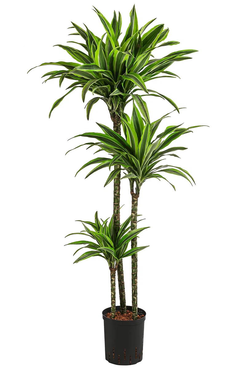 Dehner Drachenbaum Lemon Lime, in Hydrokultur, ca. 140 cm, Ø Topf 18 cm, Zimmerpflanze