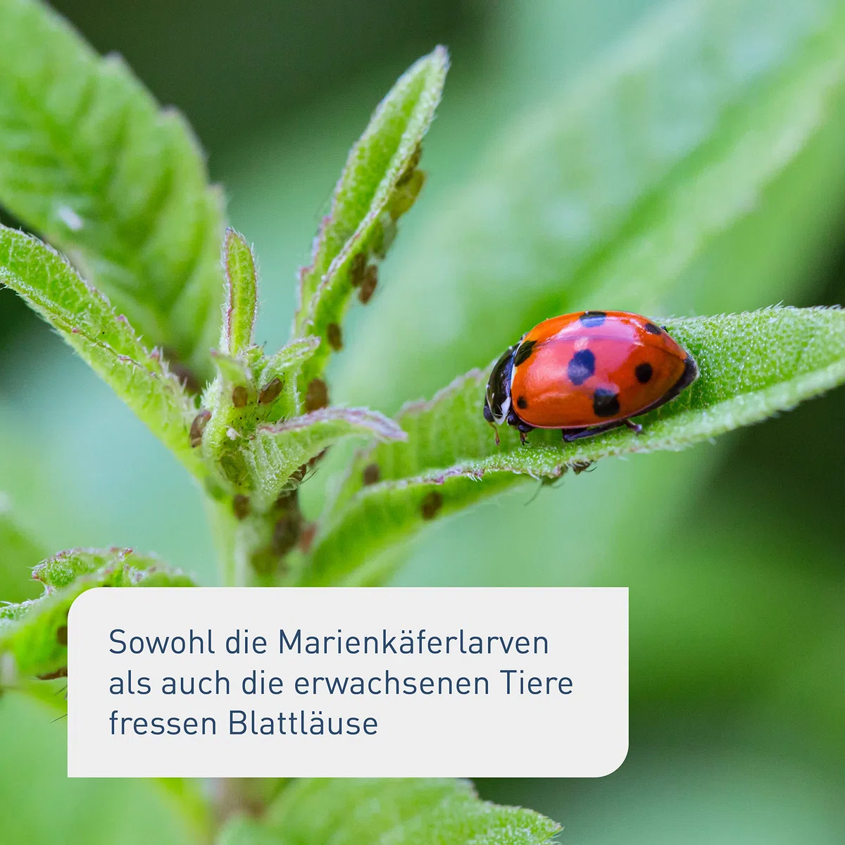 Plantura Siebenpunkt-Marienkäfer gegen Blattläuse, wirksam & nachhaltig, 10 Nützlinge