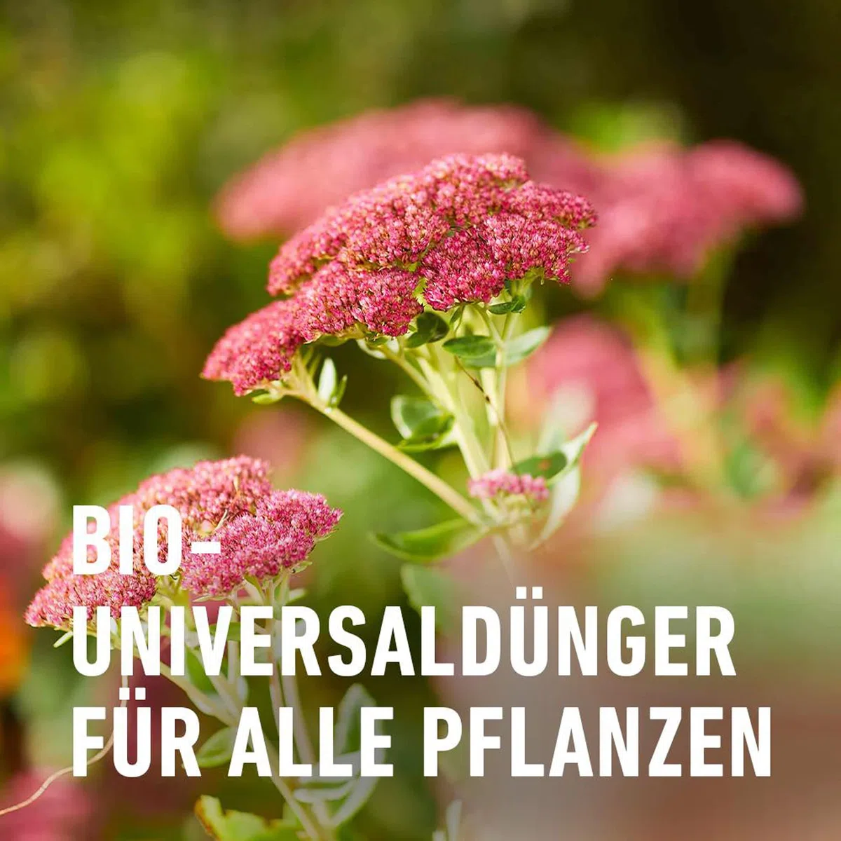 Compo Bio Blumendünger 1,3l
